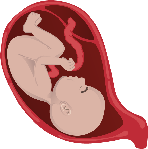 As A Foetus Grows In The Uterus, There Is Potential - Cartoon (576x580)