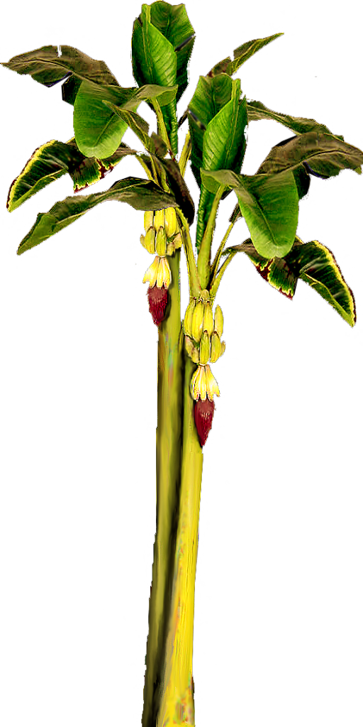 Banana Tree Wit - Banana Tree With Bananas (512x1024)