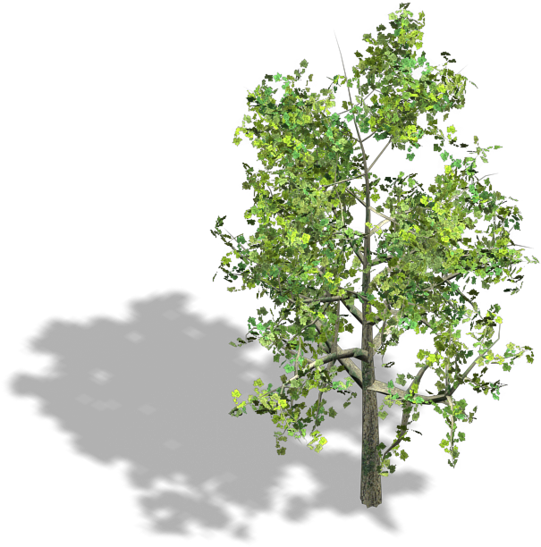 Tree Wood Axonometric Projection Isometric Projection - Isometric Tree Png (640x624)