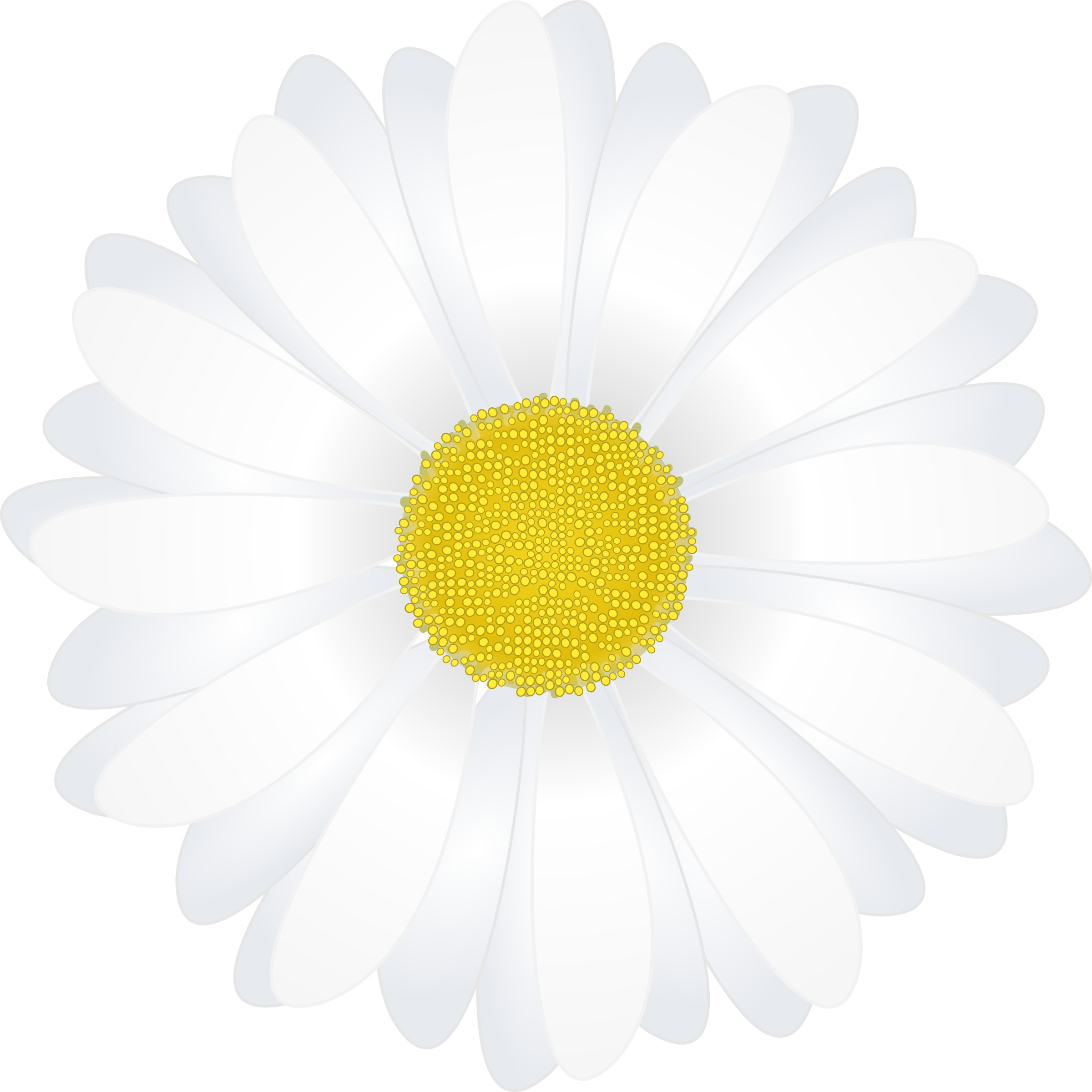 Chamomile Clipart - Margarita Flower Vector Png (2400x2400)