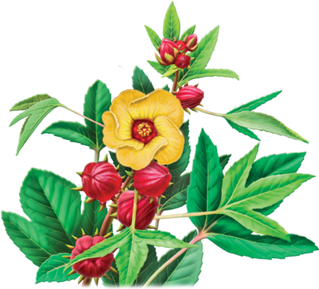Hibiscus Sabdariffa L - Alvita Organic Hibiscus Herbal Tea Bags, 24 Count (500x500)