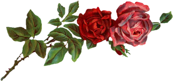 Download File - Rose Overlay Png (629x285)