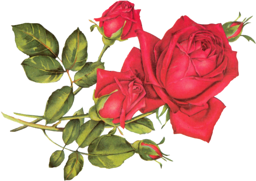 Vintage Red Rose Clip Art For Kids - Crew Neck (900x629)