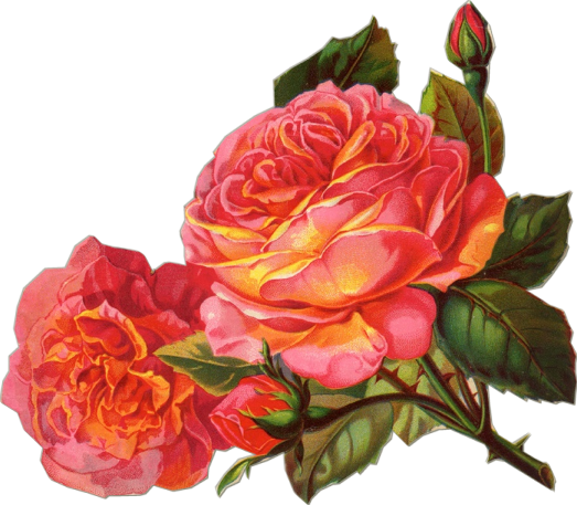 Deep Pink Rose Sil Si Edu Inconstant Beauty - Orange Rose Vintage Png (523x457)