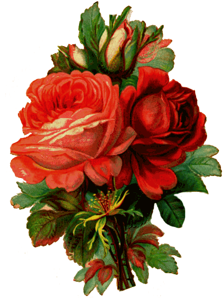 How To Make An Old-fashioned Rose Jar - Old Fashioned Roses Drawing (451x601)
