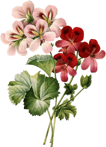 Flowers - Flowers Vintage Illustration Png (362x500)