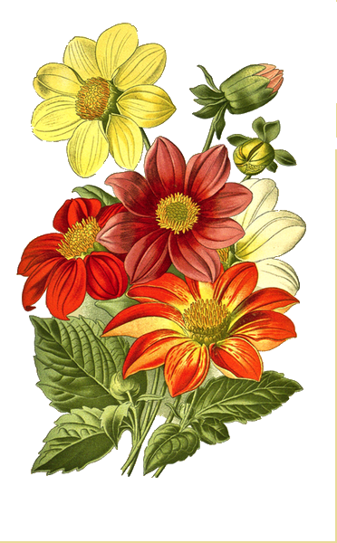 Roses Pink - Enjoy Your Day Flowers (372x600)