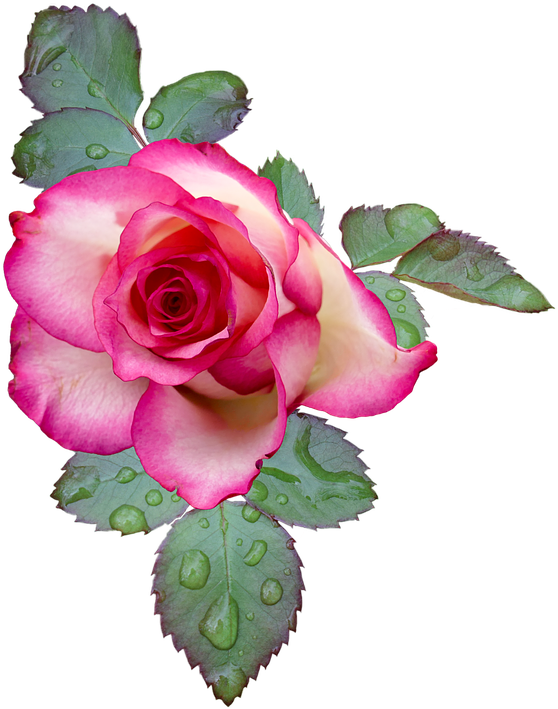 Vintage Roses Images 15, - Pink And White Rose (720x720)