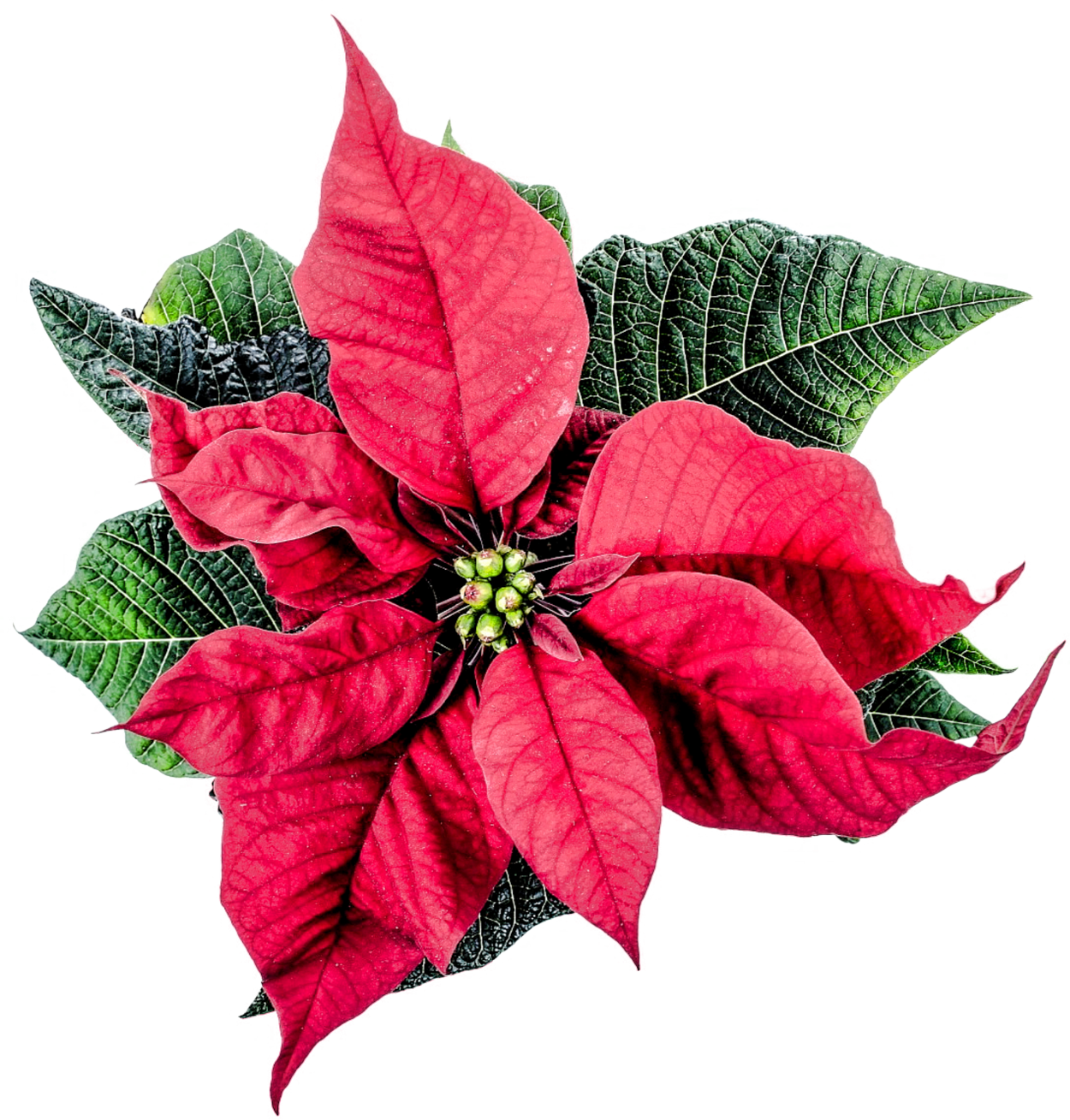 Pngpix Christmas Poinsettia Flower Png Transparent - Poinsettia Png (1250x1309)