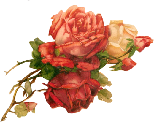 Roses Tuckdb Org - Vintage Flowers Transparent Background (545x415)