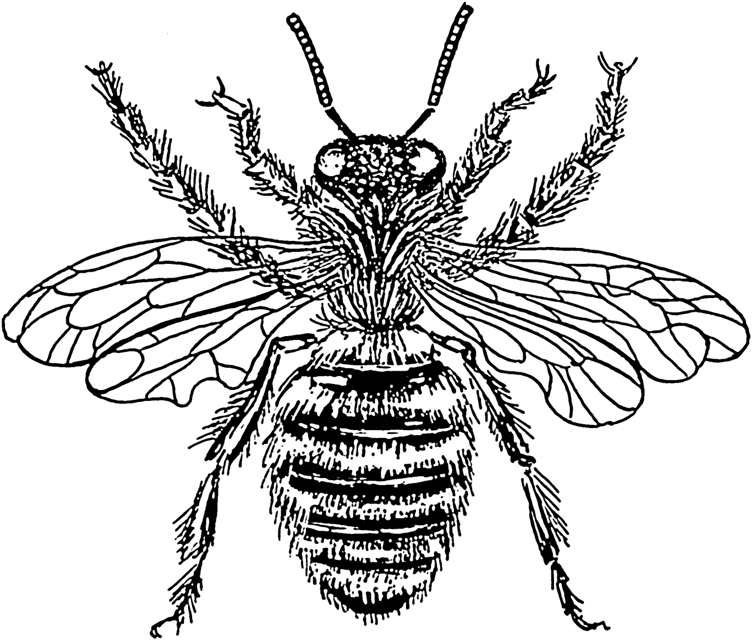 Landmine Clipart Bee Clip Art - Vintage Honey Bee Illustration (1600x1600)