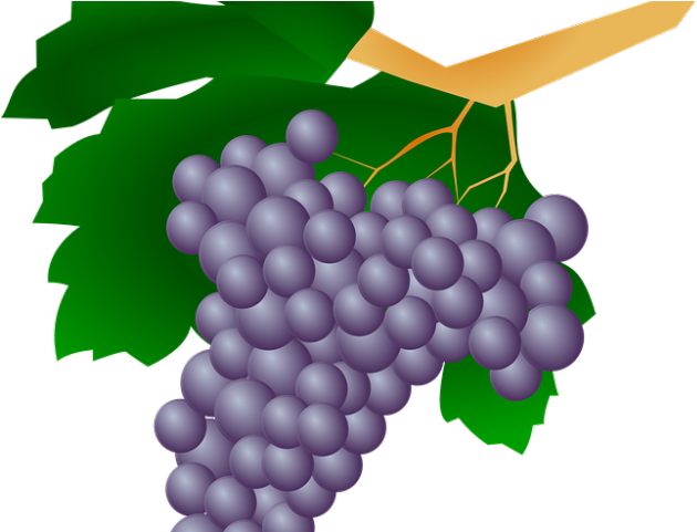 Grapes Clipart Uva - Grape (640x480)