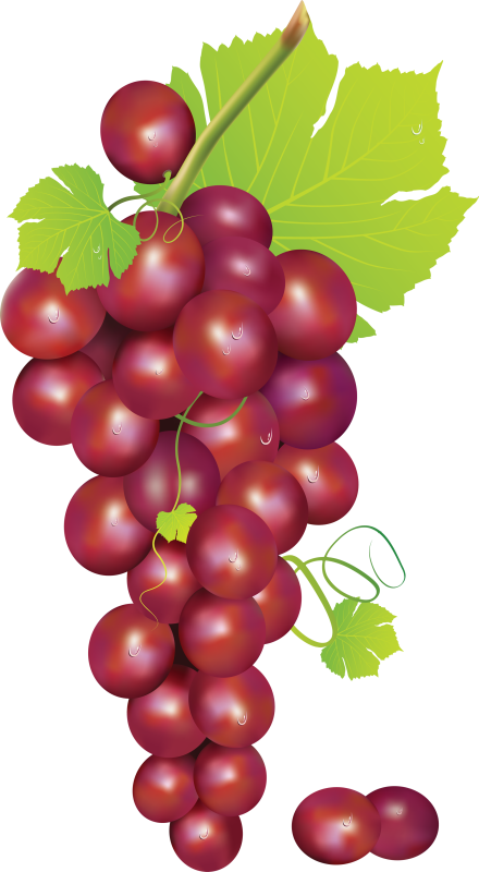 Grapes Clipart Red Grape - Red Grapes Vector Png (440x800)