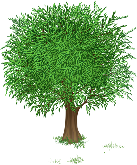 Spring Tree Clipart (513x600)