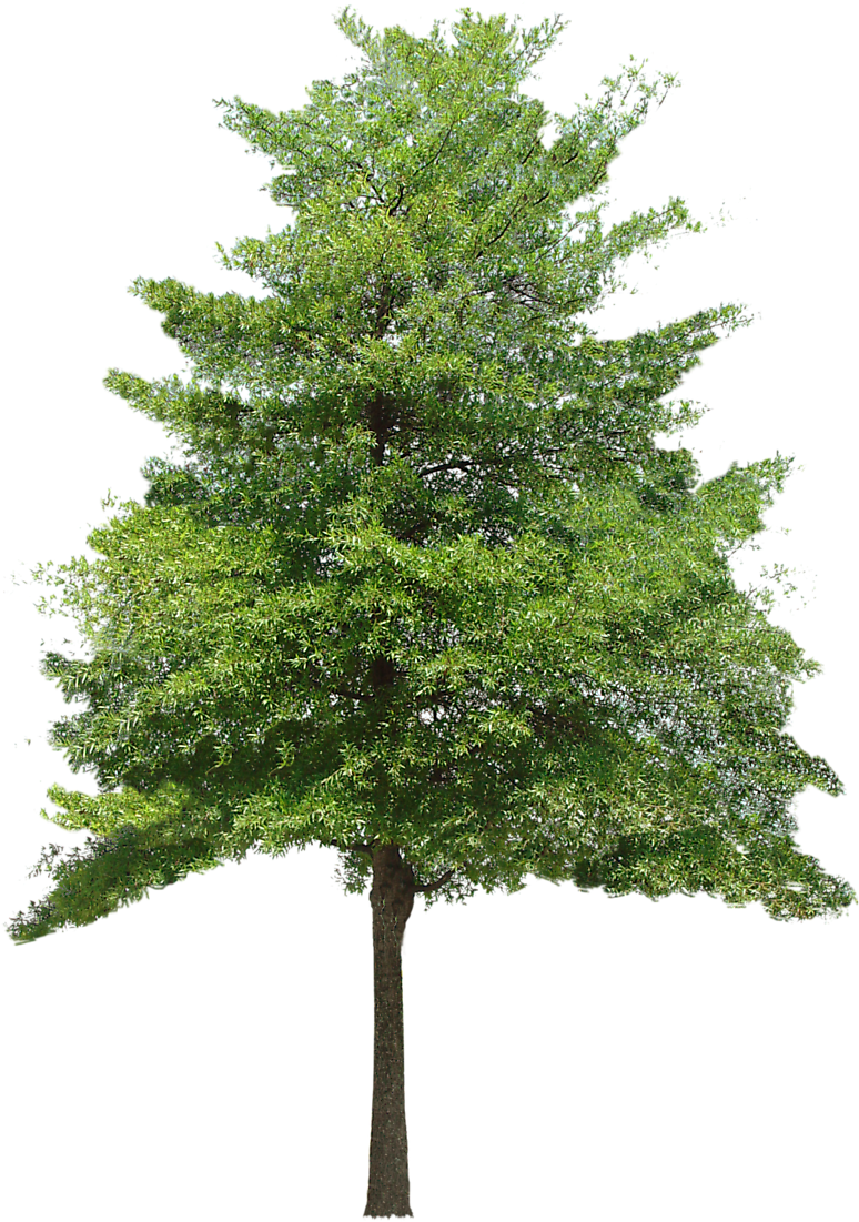 Trees Png Images Hd (836x1100)