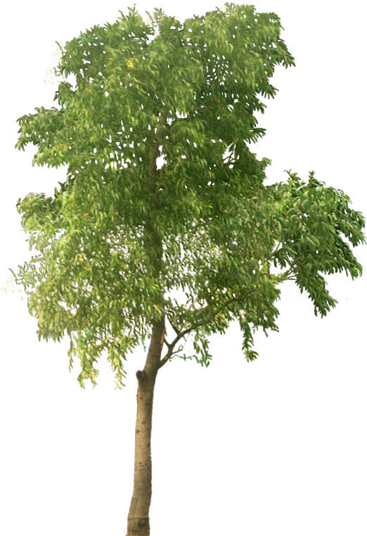 Tree Clipart High Resolution - Transparent Png Tree (539x763)