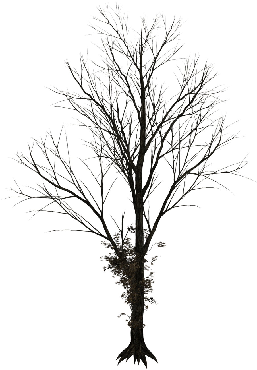 Bare Tree Png - Leafless Trees Png (1024x1346)