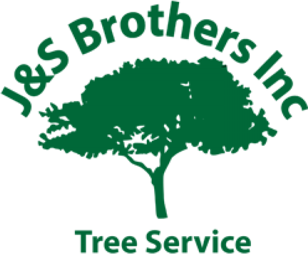 J&s Brothers Tree Service - Tree (1000x562)