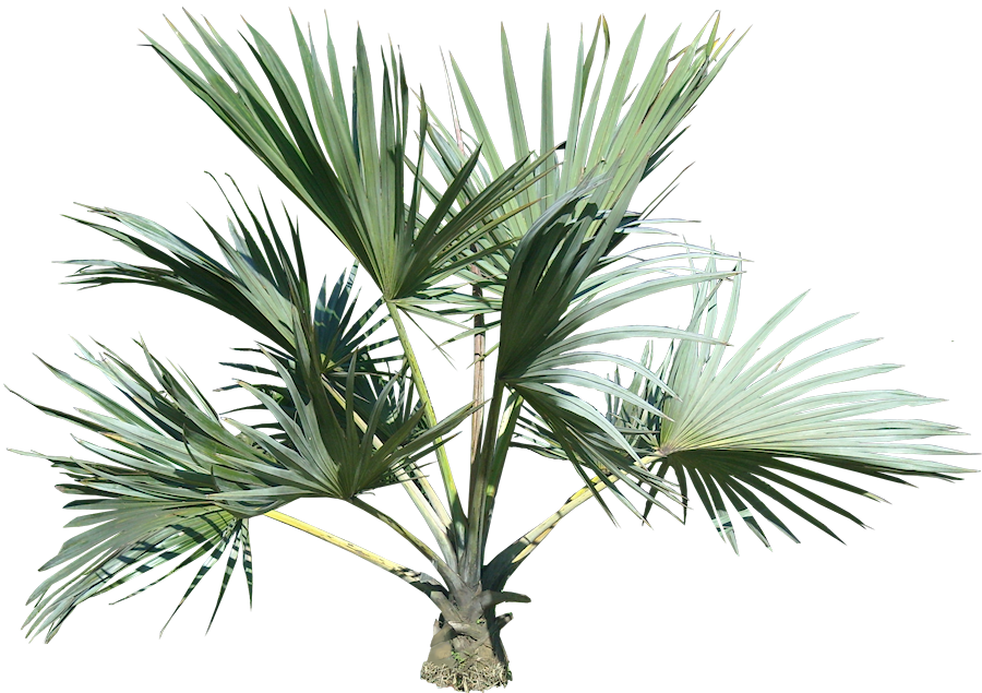 Palm Tree Eleven - Palm Tree Top Png (900x635)