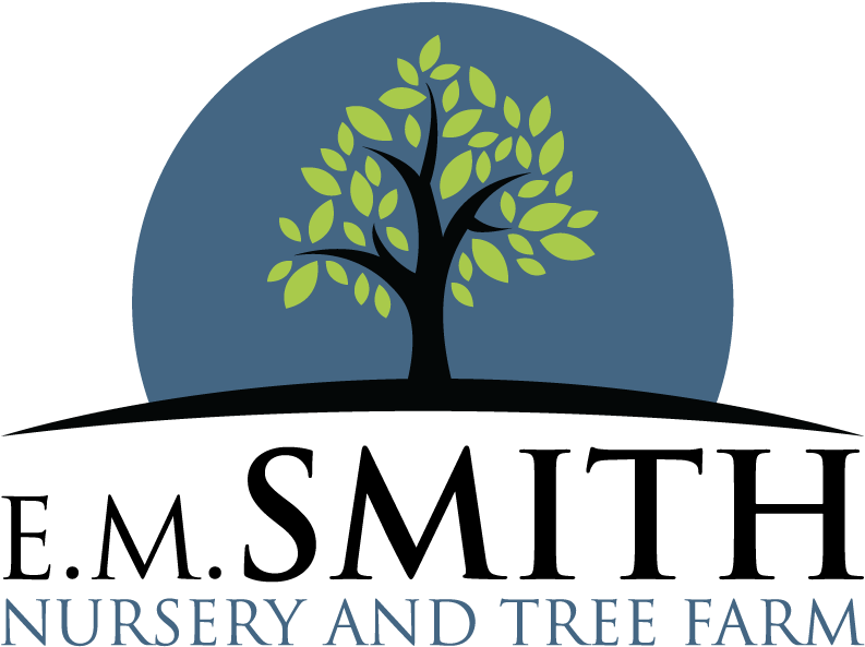 Smith Nursery & Tree Farm Goodhope, Ga Shade Trees - Tree (801x600)