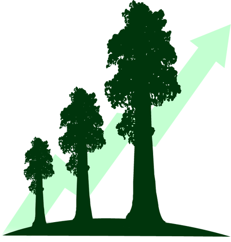 Pin Sequoia Tree Clipart - Cypress Family (477x499)