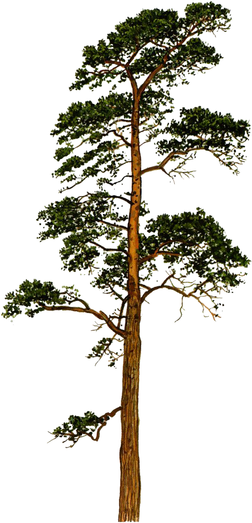 Scots Pine Png (530x1103)