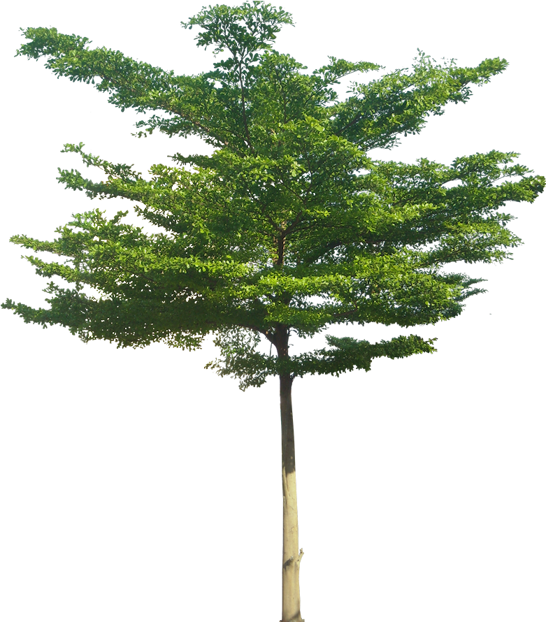 Buy Pills Avalide Australia Ulrich, The Trapdoor Overhead - Terminalia Mantaly (791x902)