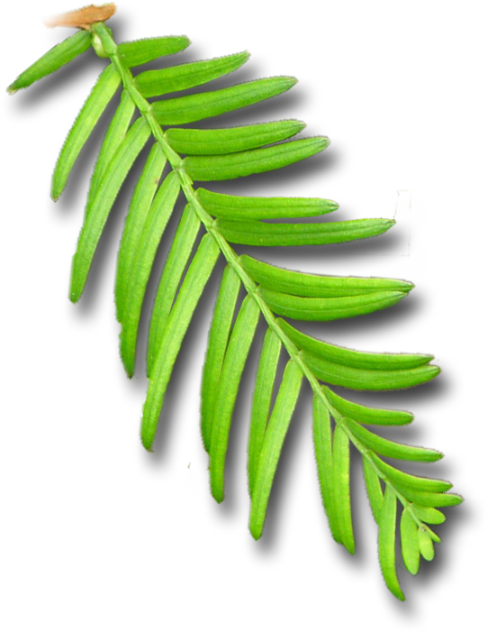 Ancient Strength - Ancient Strength (658x810)