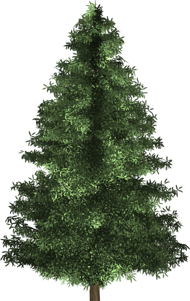 Spruce Tree - Virginia Pine Christmas Tree (1080x1020)