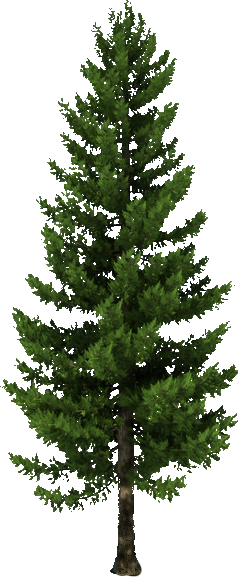 Source - - Pine Tree C4d Free (238x577)