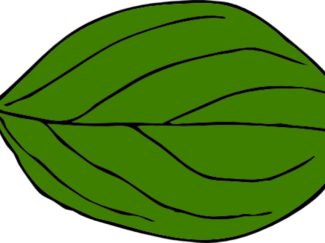 Leaf Clipart Oval - Oval Leaf (640x480)
