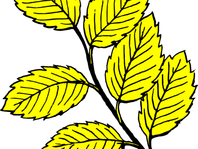 Leaf Clipart Yellow Birch - Leaf Black And White (640x480)