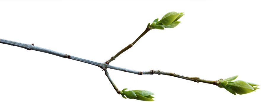 Branch Png 12, Buy Clip Art - Pixabay (960x676)