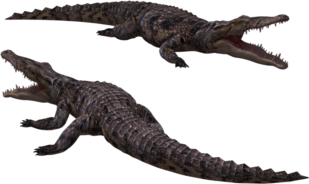 Crocodile Png Image - Crocodile With Transparent Background (1024x645)