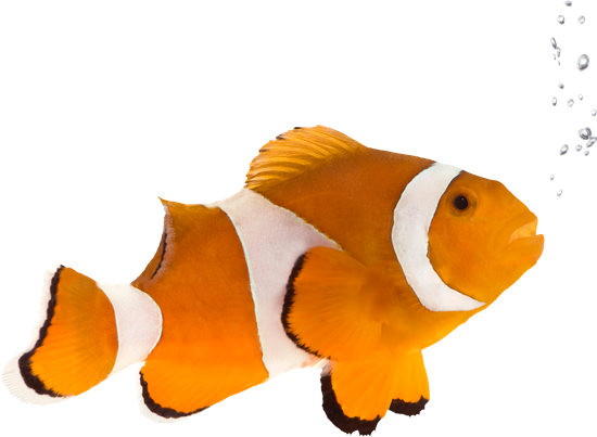 Orange Clownfish - Amphiprion Occelaris - (50 Sheets) Mirror 8x6 Premium Gloss Photo Paper 260gsm (550x403)