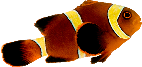 Gold Stripe Maroon Clownfish - Rock Beauty (550x259)