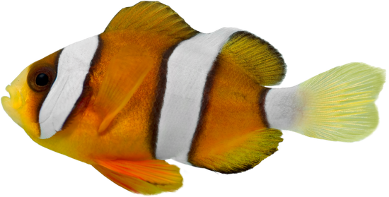 Clark Clown Fish - Stock Photography (550x279)