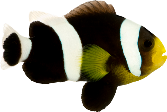 Saddleback Clownfish - Amphiprion Polymnus - Anemone Fish (550x368)