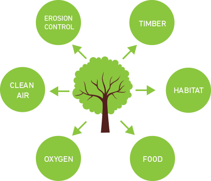 Benefits Of Planting Trees - Benefits Of Planting Trees (417x358)