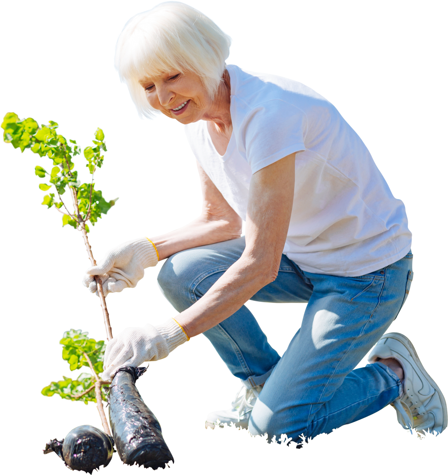 Cutout Elder Woman Planting Tree,garden Activity - Cutout Elder Woman Planting Tree,garden Activity (1522x1599)