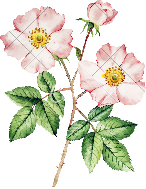 Botanical Wild Rose Flower Watercolor - Rose Bush Watercolor (621x800)