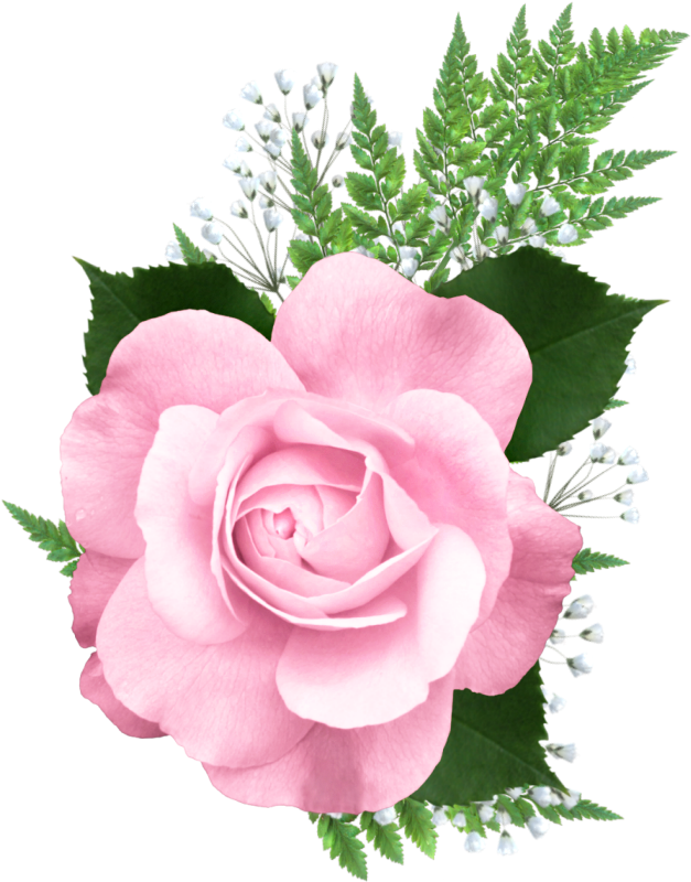 Snowdrop Clipart Yopriceville - Pink Roses Png Transparent (673x845)