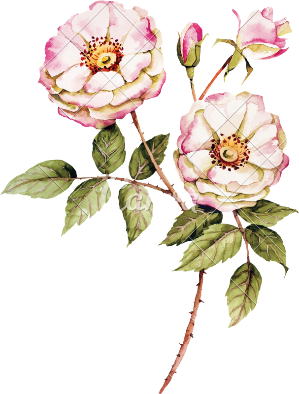 Botanical Wild Rose - Botanical Roses (607x800)