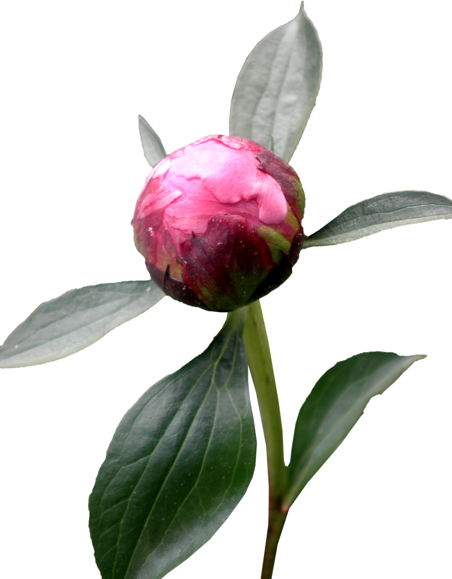 Peony Png Hd - Peony With Transparent Background (900x1152)