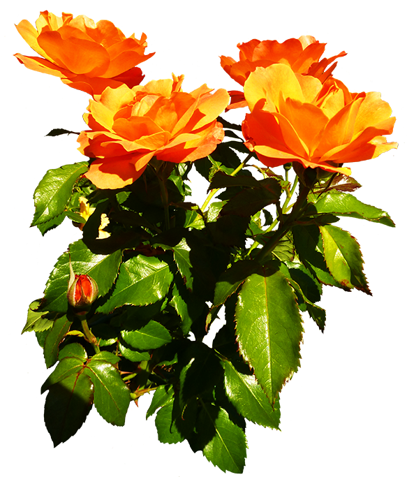 Bunch Of Orange Roses Blooming - Garden Roses (602x709)