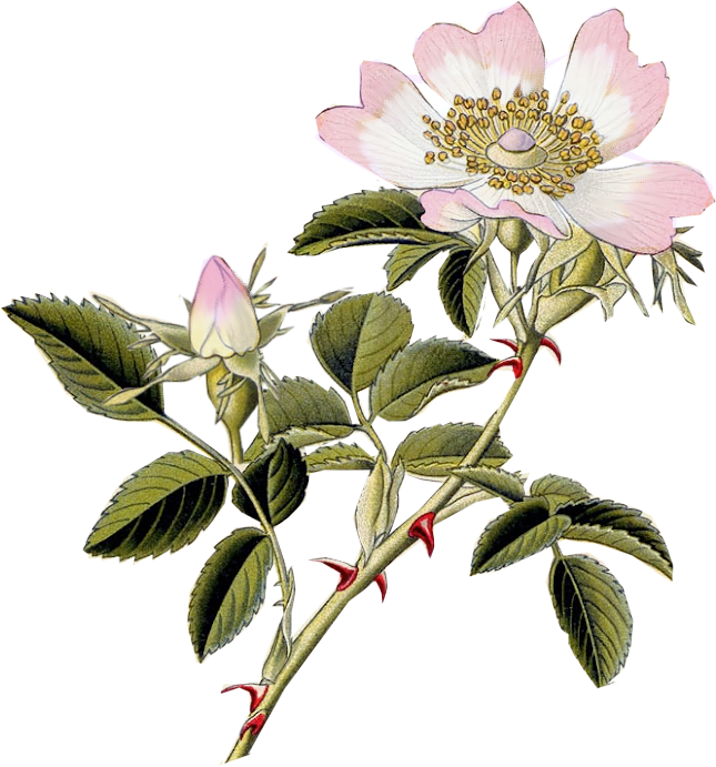 Graphics Are Pngs With Transparent Background And May - Dog Rose Png (645x691)