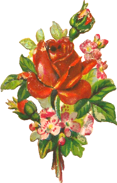 Antique Images Flower Rose Clip Art Vintage Graphic - Cut Flowers (586x774)