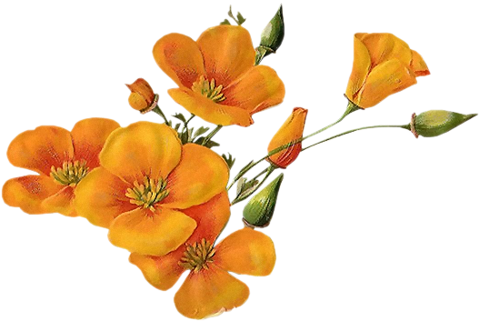 Orange-wildflowers - Quoted About Pleasant Morning (527x353)