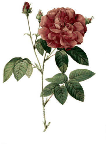 Wild Rose In Blossom - Poesias De Nuno Judice (371x500)