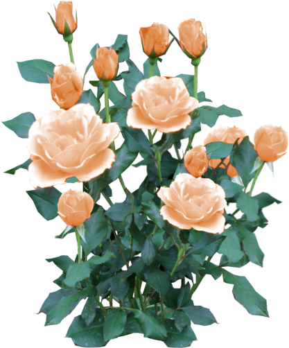 Rose Bush White - Yellow Rose Bush Png (512x512)